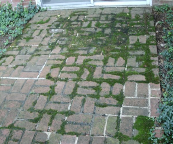 Brick Patio – Before Cleaning